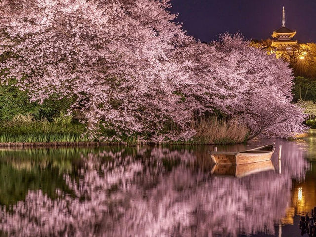 Cherry Blossom Magic at Sankeien Garden: A Springtime Escape in Yokohama