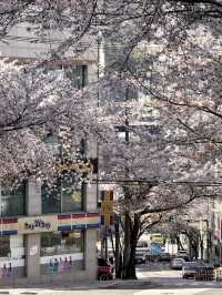 Seoul’s Cherry Blossoms Are So Beautiful, I Can’t Even Put It Into Words!