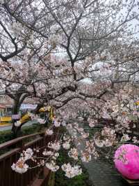Jinhae in Bloom: Strolling Along Yeojwacheon Stream