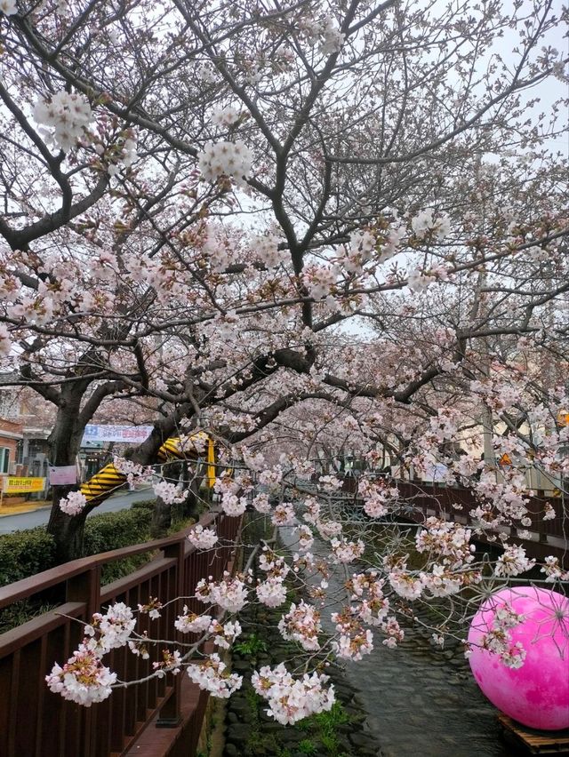 Jinhae in Bloom: Strolling Along Yeojwacheon Stream