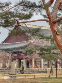 A Royal Winter Stroll: Discovering Gyeongbokgung Palace in December