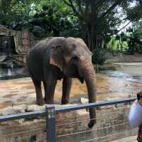 值得一去🇨🇳深圳野生動物園