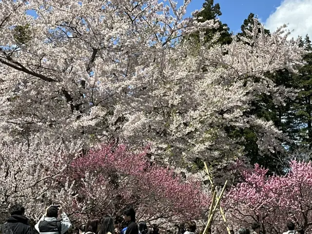 札幌北海道神宮櫻吹雪