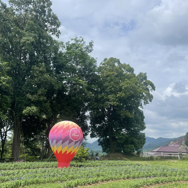 Songkhla Flower Farm สวนดอกไม้แห่งแรกในสงขลา