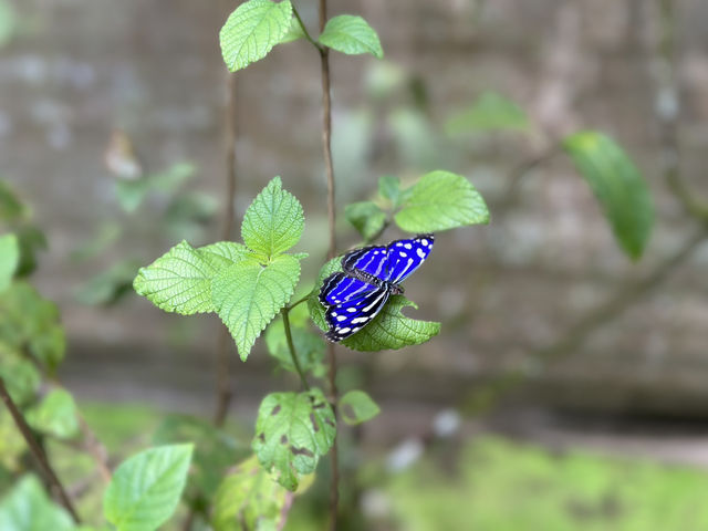 【Pierella Ecological Garden】30年かけて“ゼロ”から育てた、コスタリカの小さな楽園。