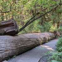 Hoh Rainforest – Olympic National Park, WA