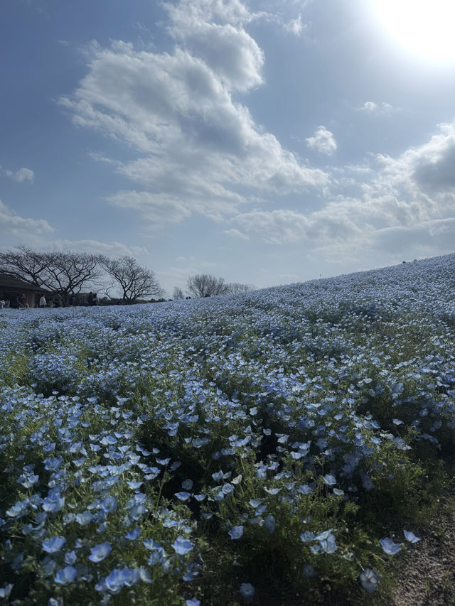 【福岡】🌻海の中道海浜公園🌷