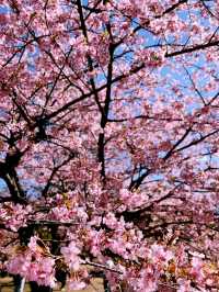 Tokyo sakura