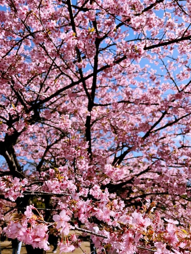 Tokyo sakura