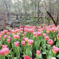 Araluen Botanic Park – Nature's Masterpiece