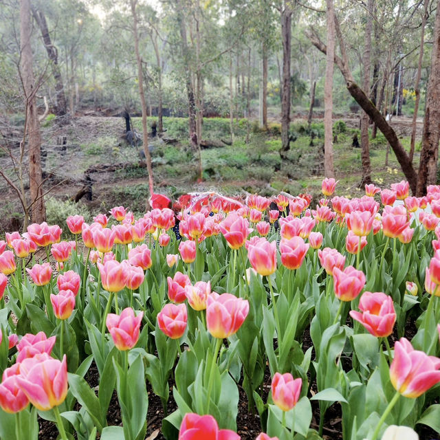 Araluen Botanic Park – Nature's Masterpiece