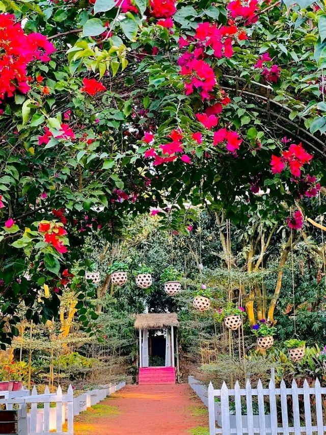 Tulip Garden, Rajshahi – A Burst of Colour in Northern Bangladesh