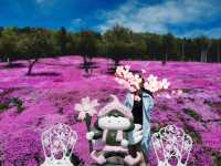Pink Sakura Blossom in Abashiri