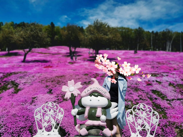 Pink Sakura Blossom in Abashiri