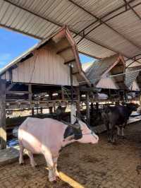 The majestic Toraja