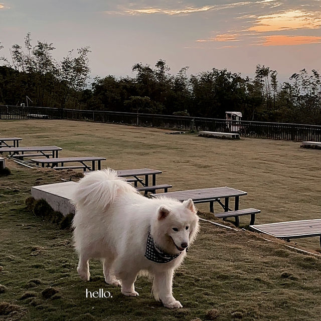 台中必去.ᐟ‪‪‪.ᐟ‪‪‪ 台中薩摩耶咖啡廳🐶