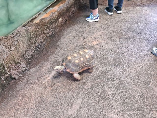 【栃木】動物を近くでみられる那須どうぶつ王国が楽しい！