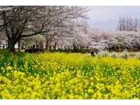 Ducks, Blossoms, and Max Chill