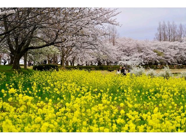 Ducks, Blossoms, and Max Chill