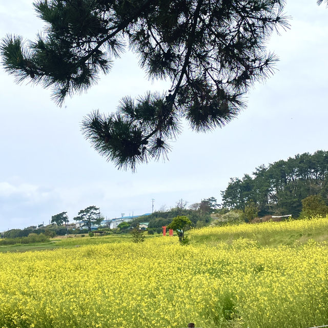 바다와 유채꽃을 함께 볼 수 있는, 슬도 유채꽃밭