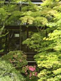 【行く前にこれ見て】瑞々しい翠の世界で心洗われる青もみじの絶景🌿※周辺観光情報付き