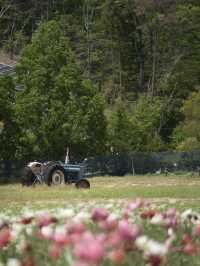 丘一面の春色パレット絶景に包まれる幸せな時間🌷🌼🌸※観光攻略情報付き