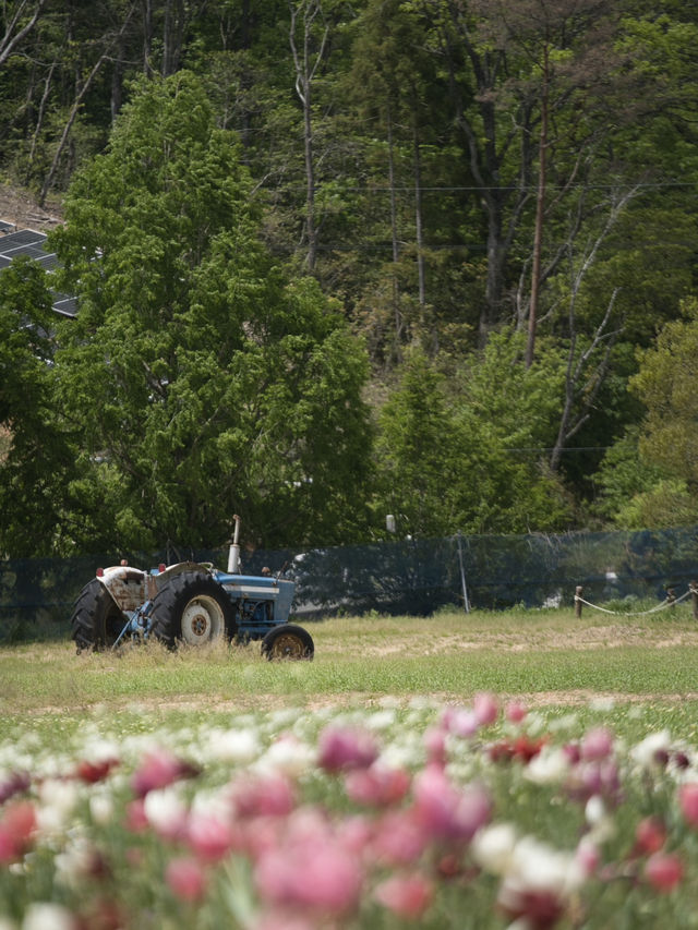 丘一面の春色パレット絶景に包まれる幸せな時間🌷🌼🌸※観光攻略情報付き