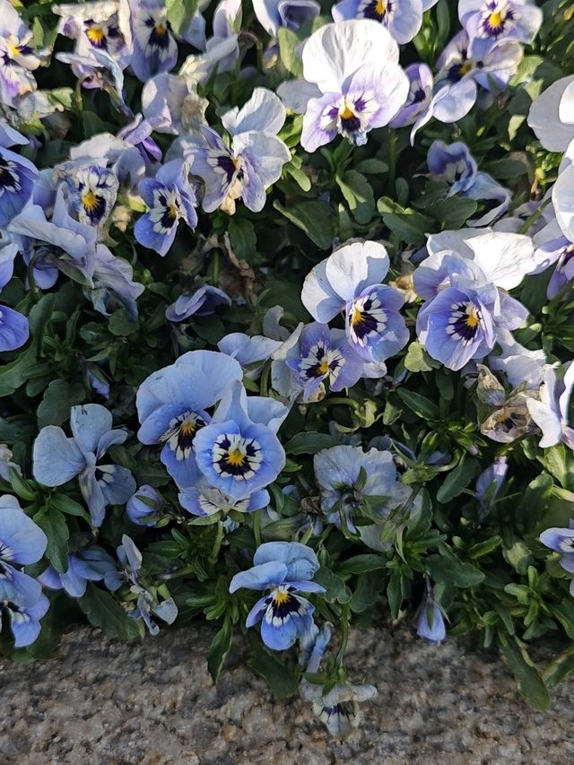 Spring Blossoms at Shanghai Disneyland Hotel Spring Blossoms at Shanghai Disneyland Hotel