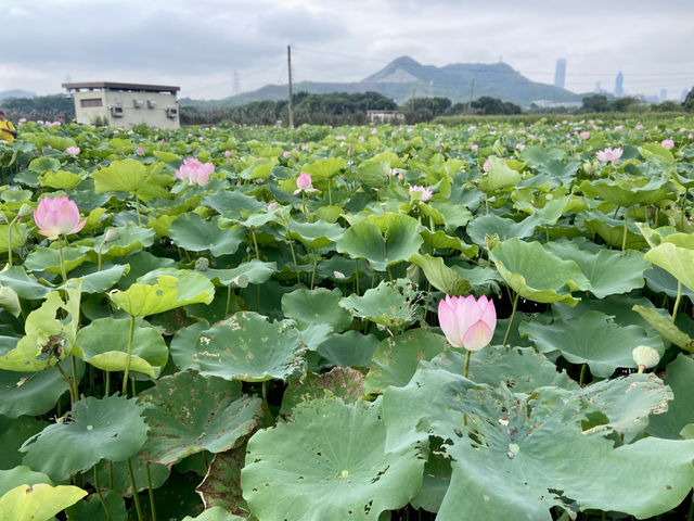 端午節好去處✨ 河上鄉塱原濕地🪷 荷花田隱世賞花美景 