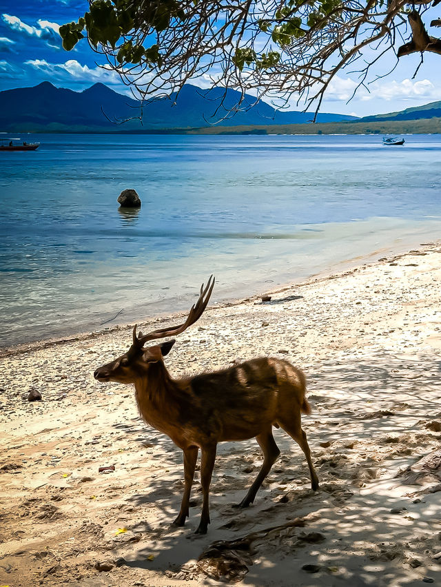 🇮🇩 야생사슴과 함께 도시락 먹을 수 있는 곳, 발리 멘장안🦌