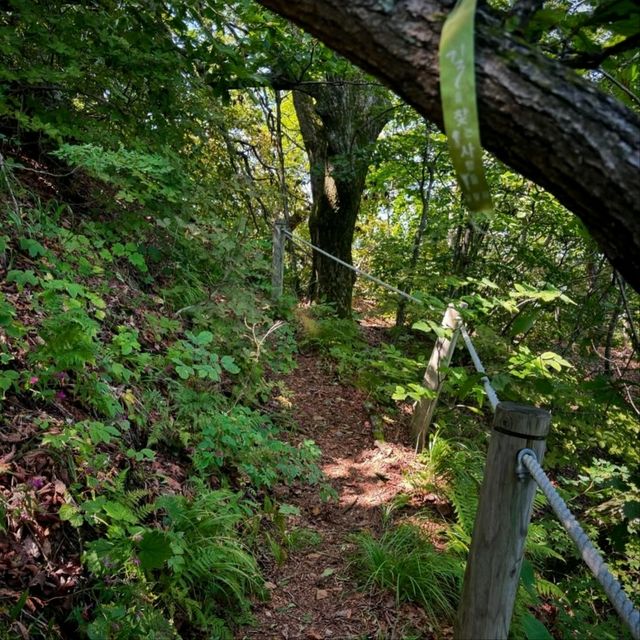 Hidden Gem with Big Forest Energy