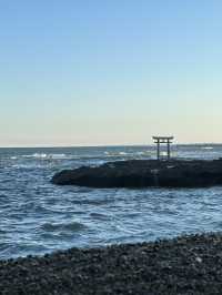火紅的心-茨城縣國立海濱公園掃把草及自駕觀賞海邊鳥居
