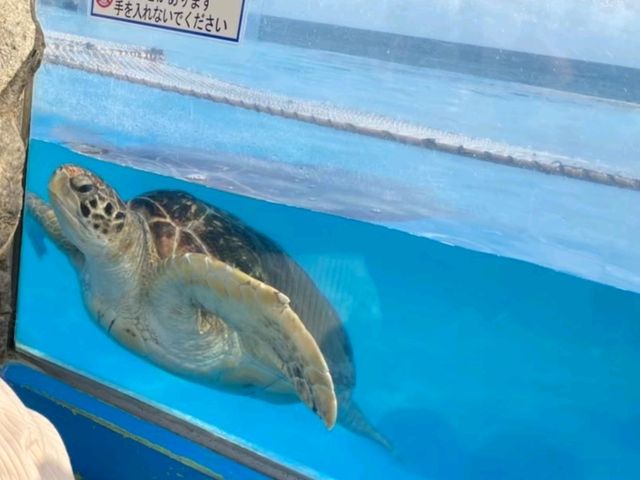 【千葉】鴨川シーワールド