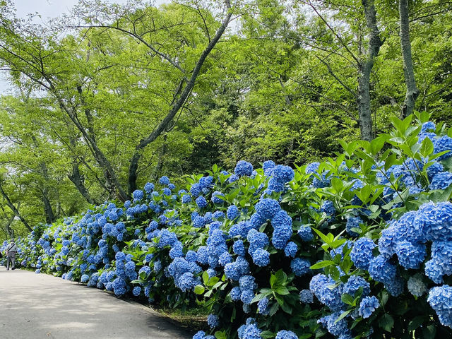 紫陽花@紫雲出山(香川)