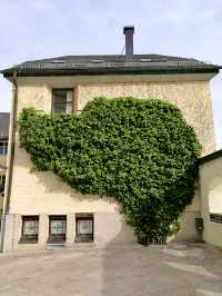 Ivy, instinct, and imagination: a hidden moment near Im Weissen Rössl