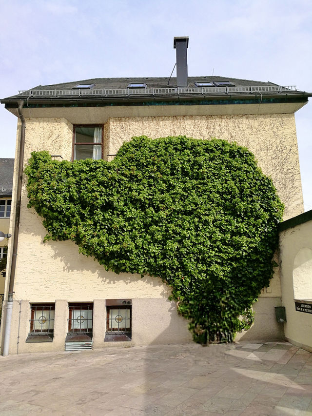 Ivy, instinct, and imagination: a hidden moment near Im Weissen Rössl