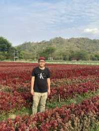 2 Days in Khao Yai: Wine, Flowers & Hidden Gems – My Private Tour Experience from Bangkok 🍷🌻