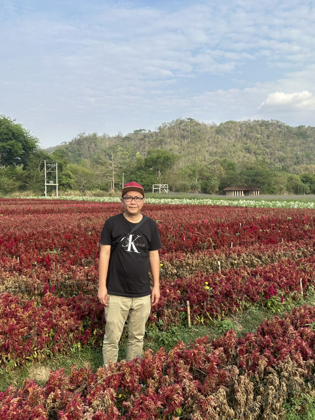 2 Days in Khao Yai: Wine, Flowers & Hidden Gems – My Private Tour Experience from Bangkok 🍷🌻
