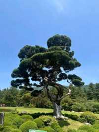 Nami Island 