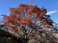 伊豆全景公園-碧色展望台