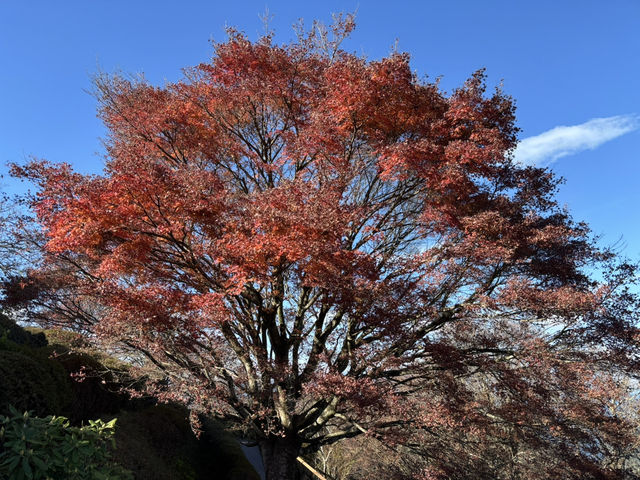 伊豆全景公園-碧色展望台