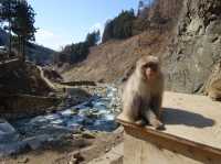 🐒 Jigokudani Yaen-Koen – A Snow Monkey Experience Worth the Hike