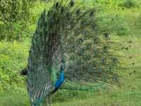 Wild Times at Yala National Park