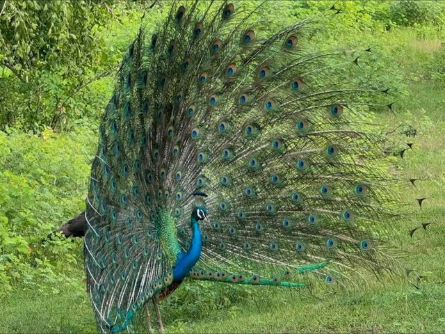 Wild Times at Yala National Park