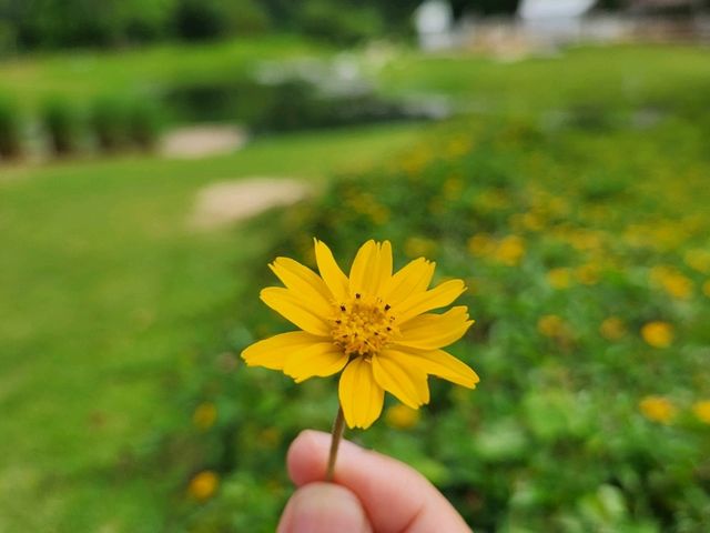 Bucolic KhaoYai คาเฟ่วิวเขาสวย🌱⛰️