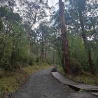 Dandenong Ranges (Day Trip)
