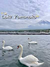 Lake Yamanaka | ทะเลสาปที่มีน้องหงษ์น่ารัก ๆ 🦢💫