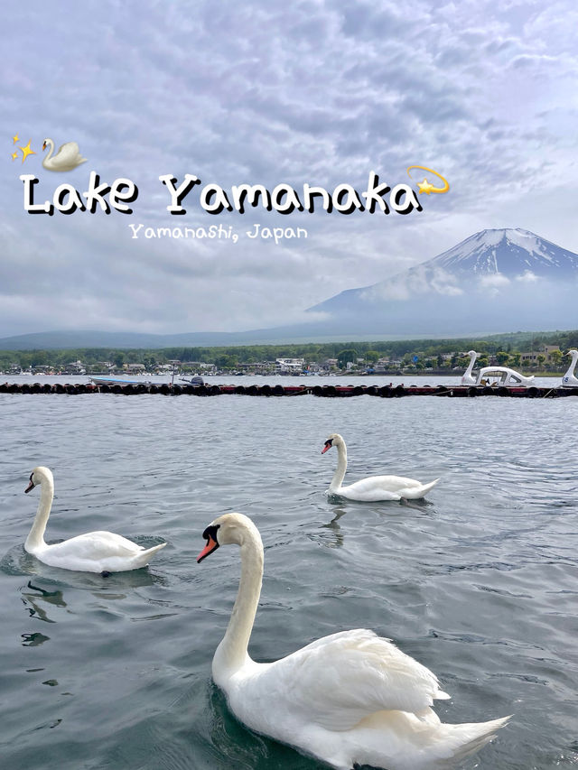 Lake Yamanaka | ทะเลสาปที่มีน้องหงษ์น่ารัก ๆ 🦢💫