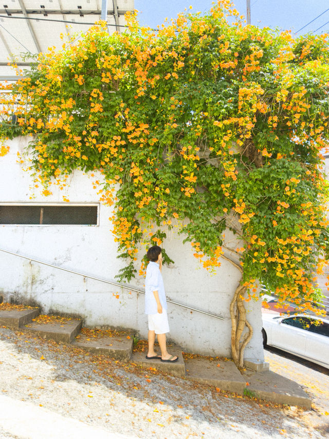 주황빛 여름 능소화로 물드는 거제 보광사🧡