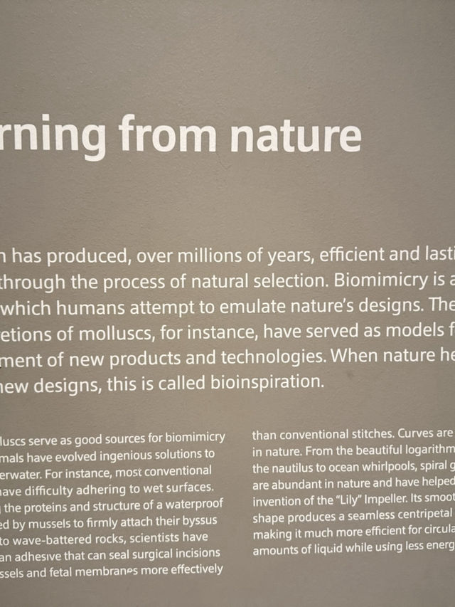 Whales, Fossils & Forest Walls – Where Nature Whispers Through Time 🌿 A Living Museum in a Garden